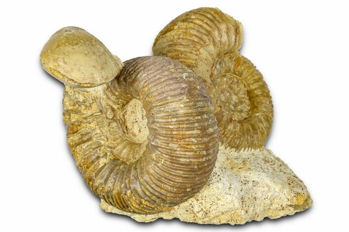 Jurassic Ammonites (Stephanoceras & Normannites) & Brachiopod - France #367904